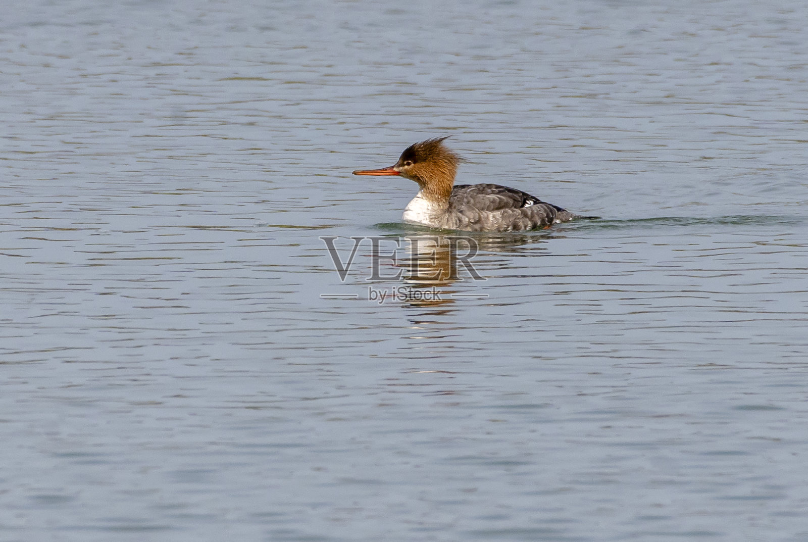 Red-breasted秋沙鸭照片摄影图片