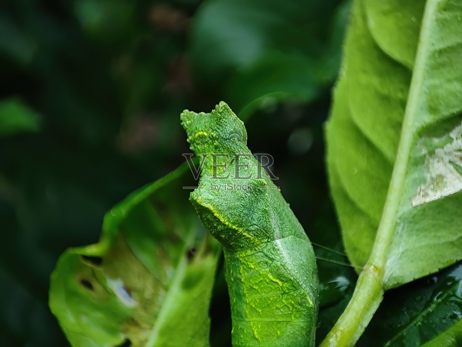 植物上昆虫蛹的特写镜头照片摄影图片