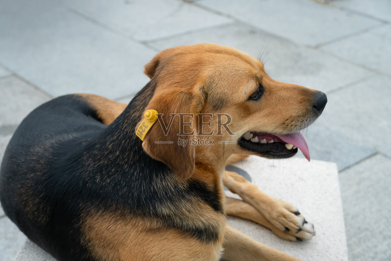 一只美丽的黑棕色狗躺在公园的长椅上。没有品种的流浪狗躺在大自然的公园里休息。耳朵里有芯片标签的狗照片摄影图片