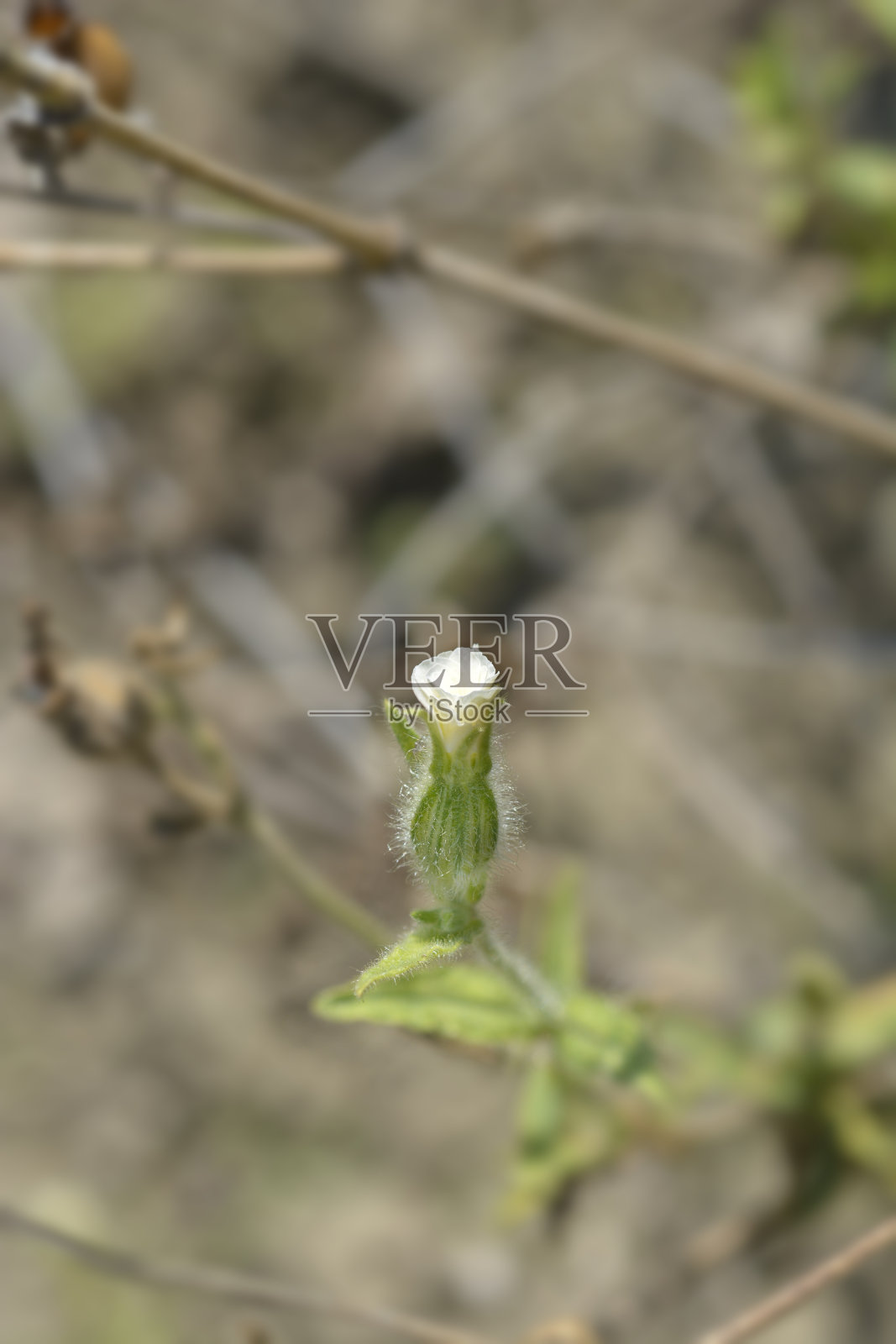 白色冠军照片摄影图片