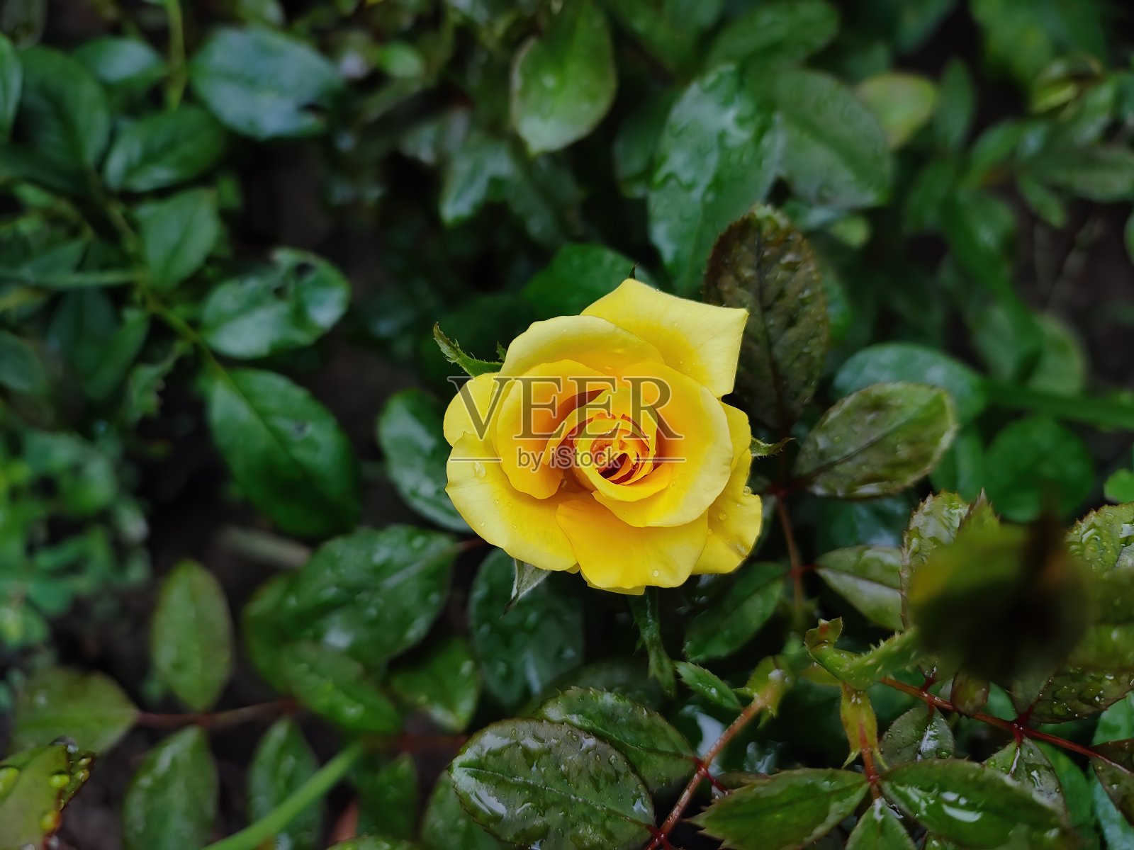 美丽的黄色玫瑰花在花园里照片摄影图片