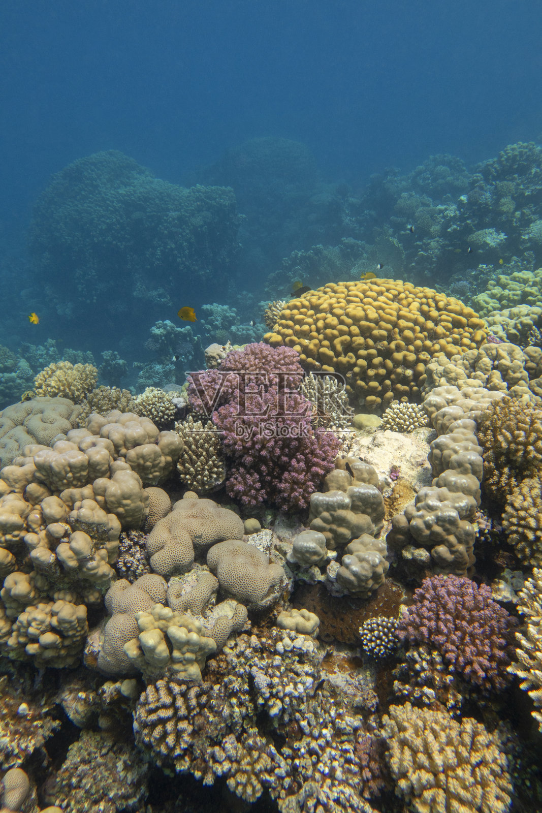 热带海底色彩斑斓的珊瑚礁，不同类型的硬珊瑚，水下景观照片摄影图片