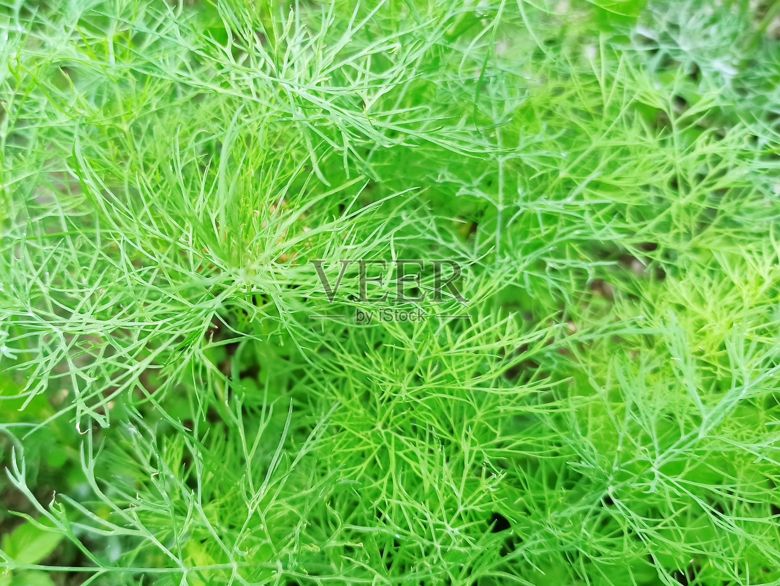 莳萝:芹菜科的一年生草本植物照片摄影图片