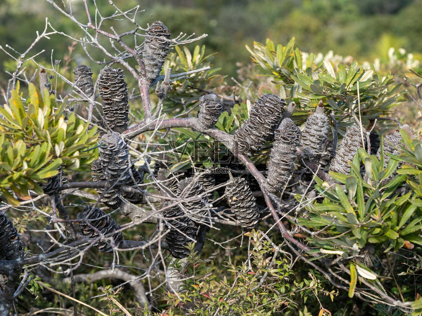 拔克西木属豆荚照片摄影图片