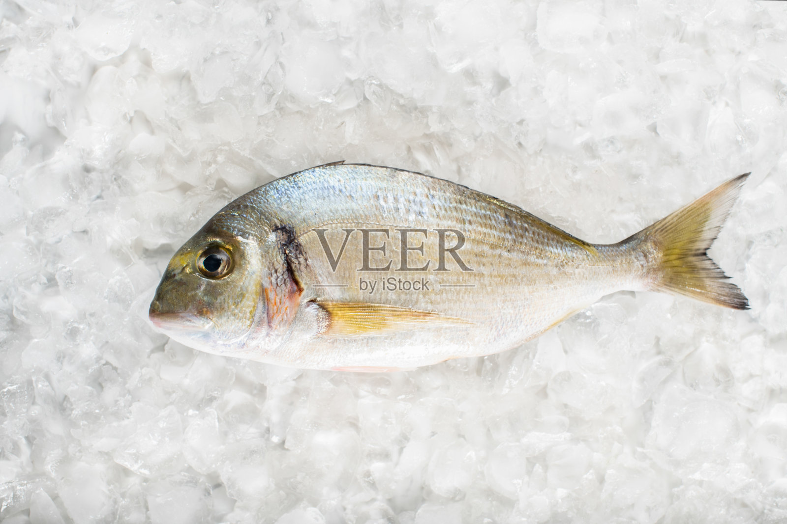 平躺在冰上的海鲷照片摄影图片