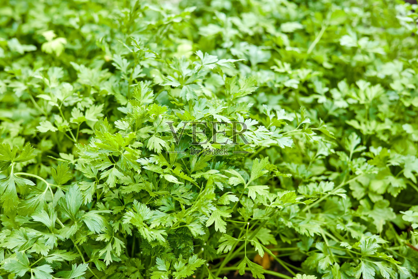 欧芹生长在花园里照片摄影图片
