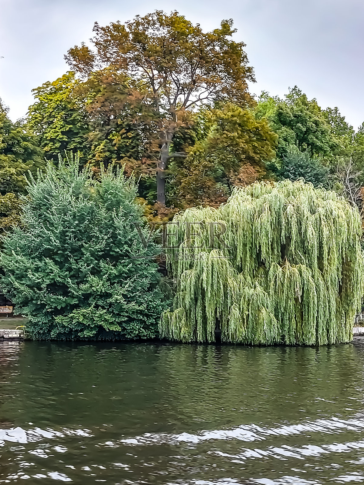 夏末河岸上的树照片摄影图片