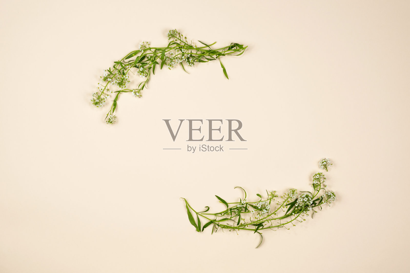 花夏天组成在米色的背景..花的框架。照片摄影图片