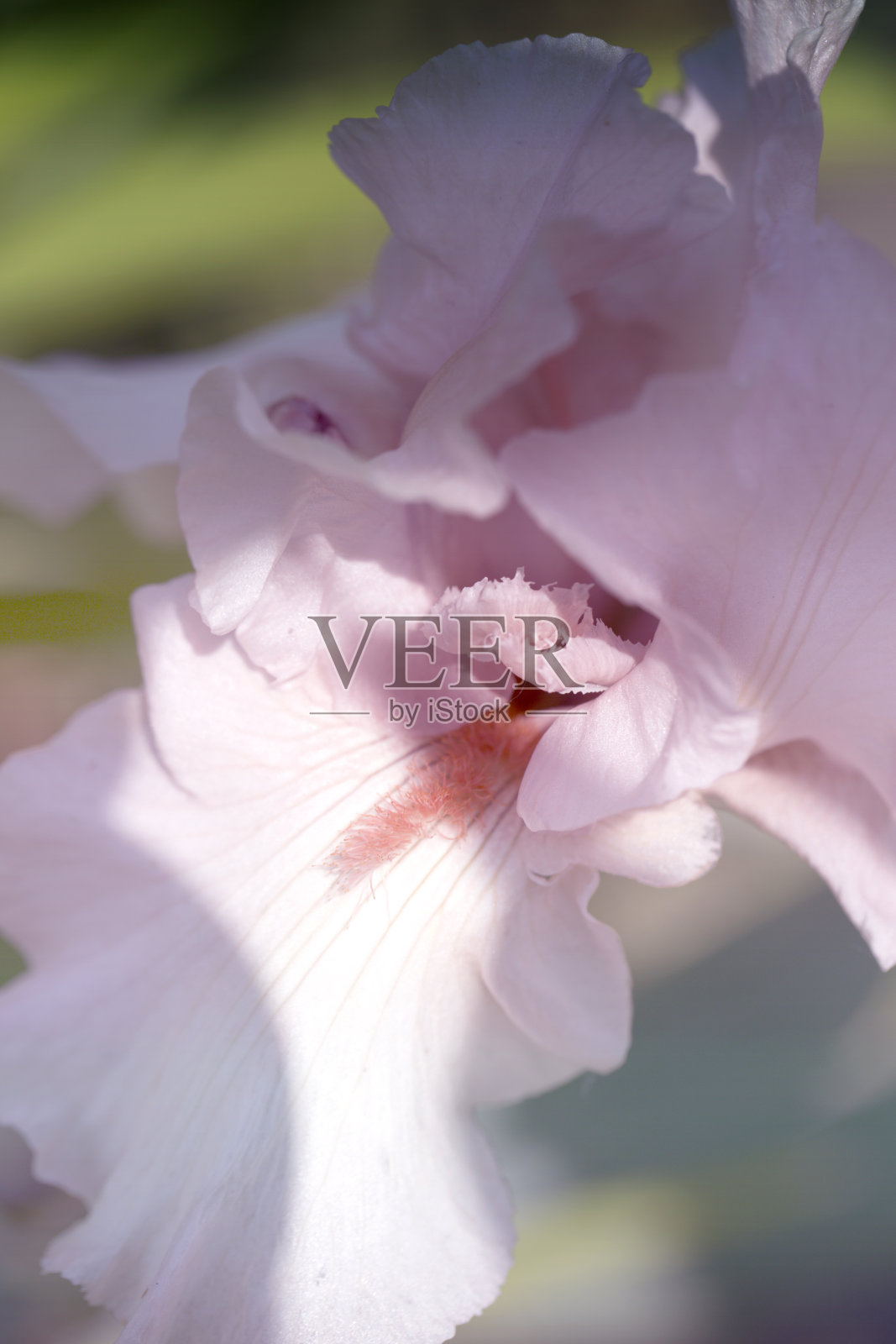 接近鸢尾花。虹膜的微距图像照片摄影图片