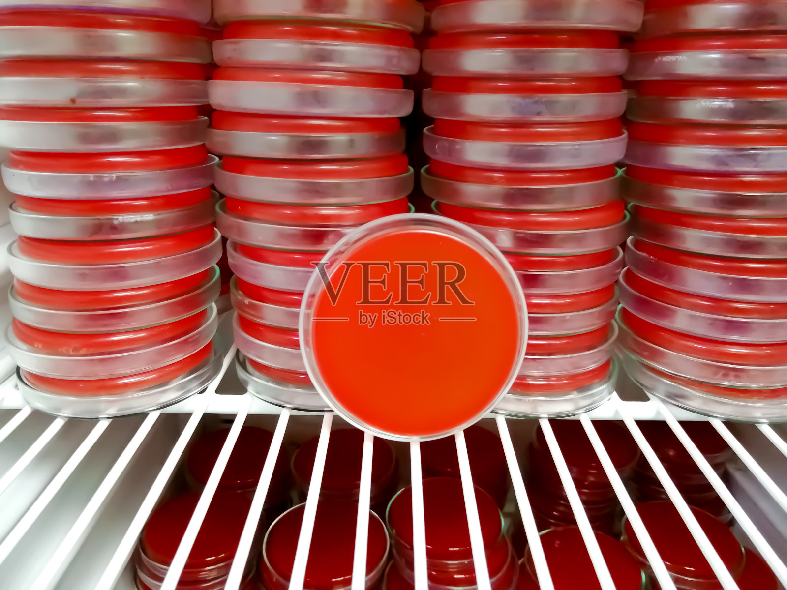 由培养箱分离的培养皿，用于微生物科的细菌培养。照片摄影图片