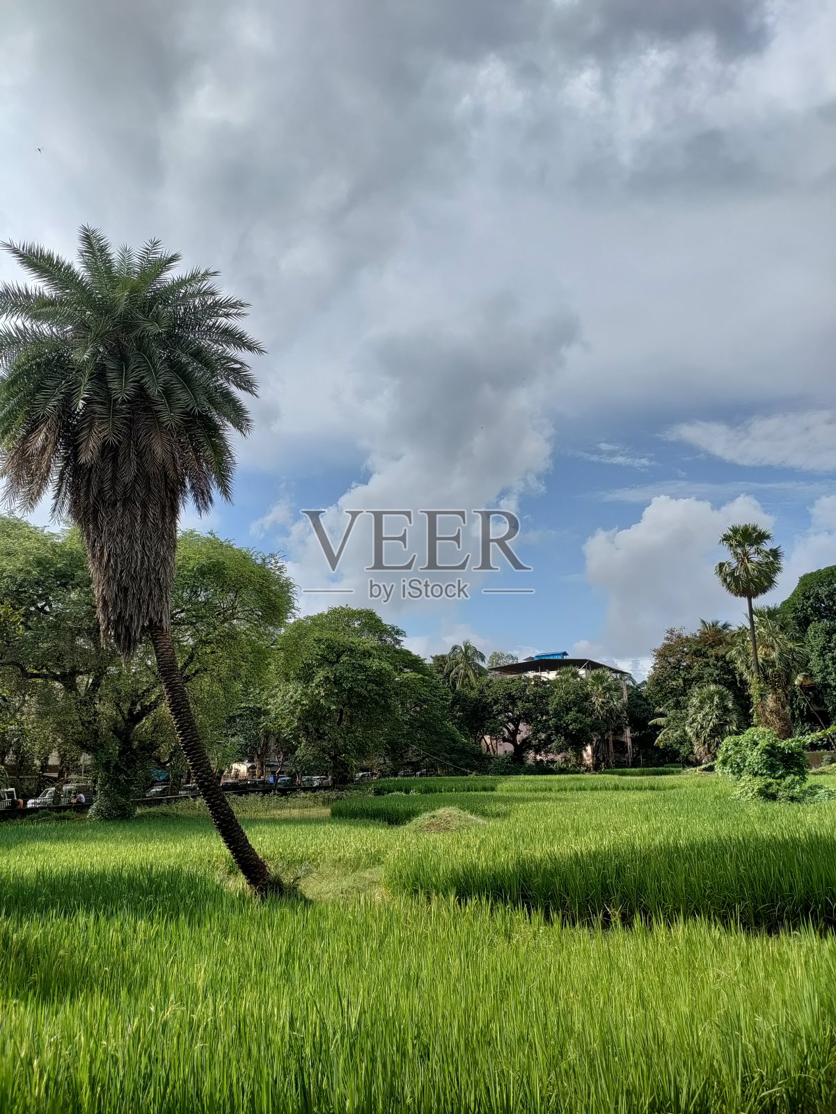 农场中间有棵树照片摄影图片