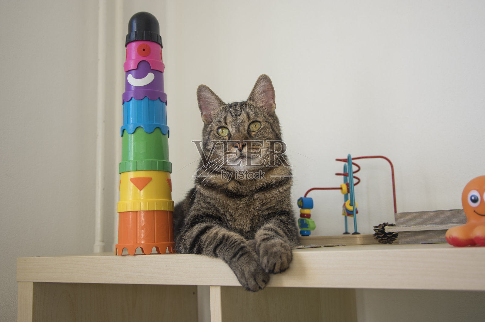 懒洋洋的马布家猫在木板上与五颜六色的塑料玩具，眼神交流，可爱的酸橙眼睛在虎斑脸上照片摄影图片