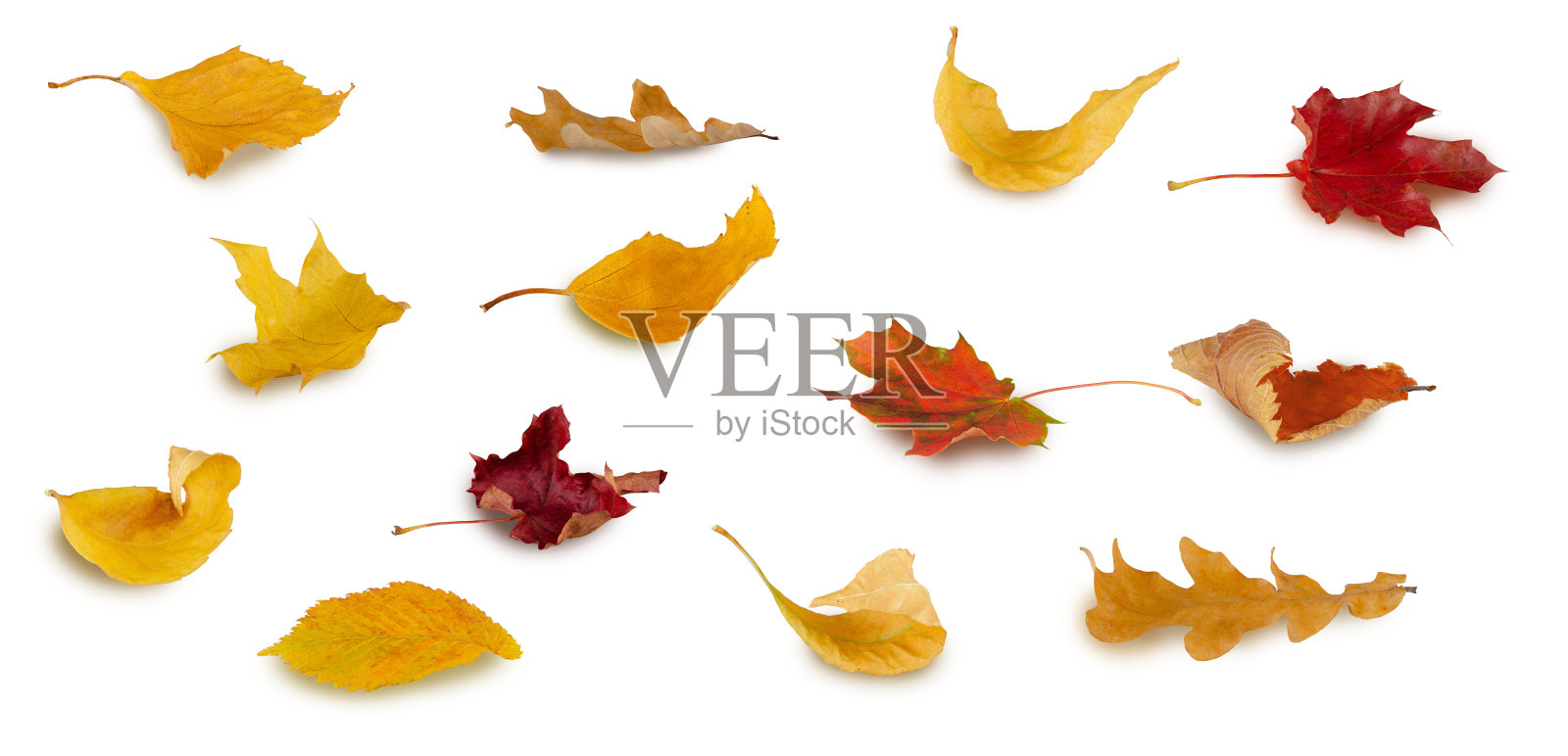 收集秋天的树叶孤立在白色的背景。优秀的质量和优秀的润饰照片摄影图片