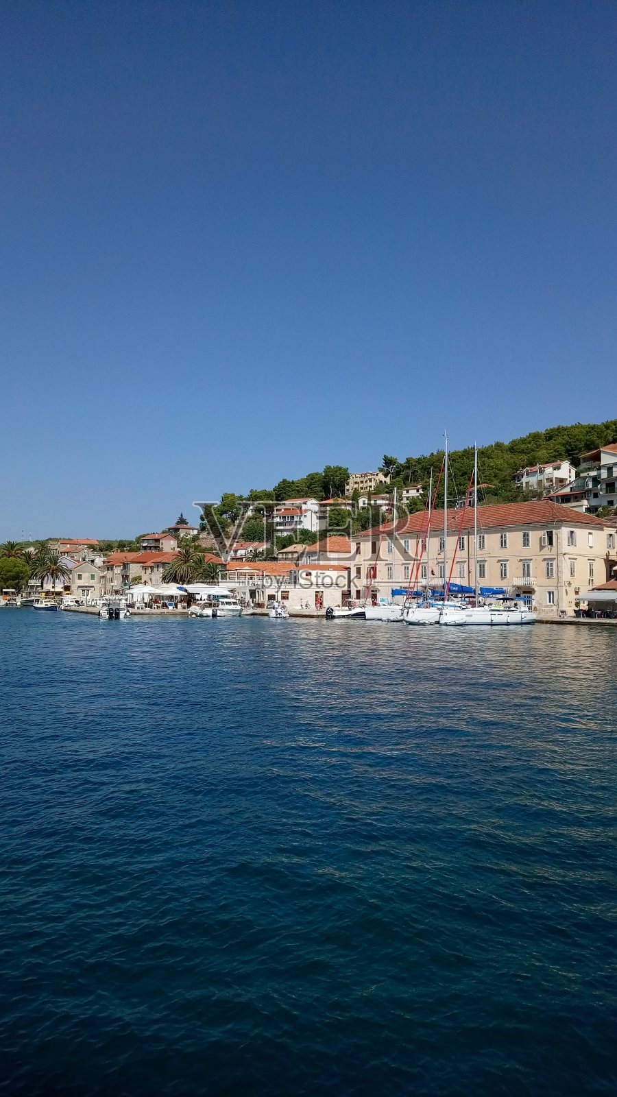 兹拉特尼鼠照片摄影图片