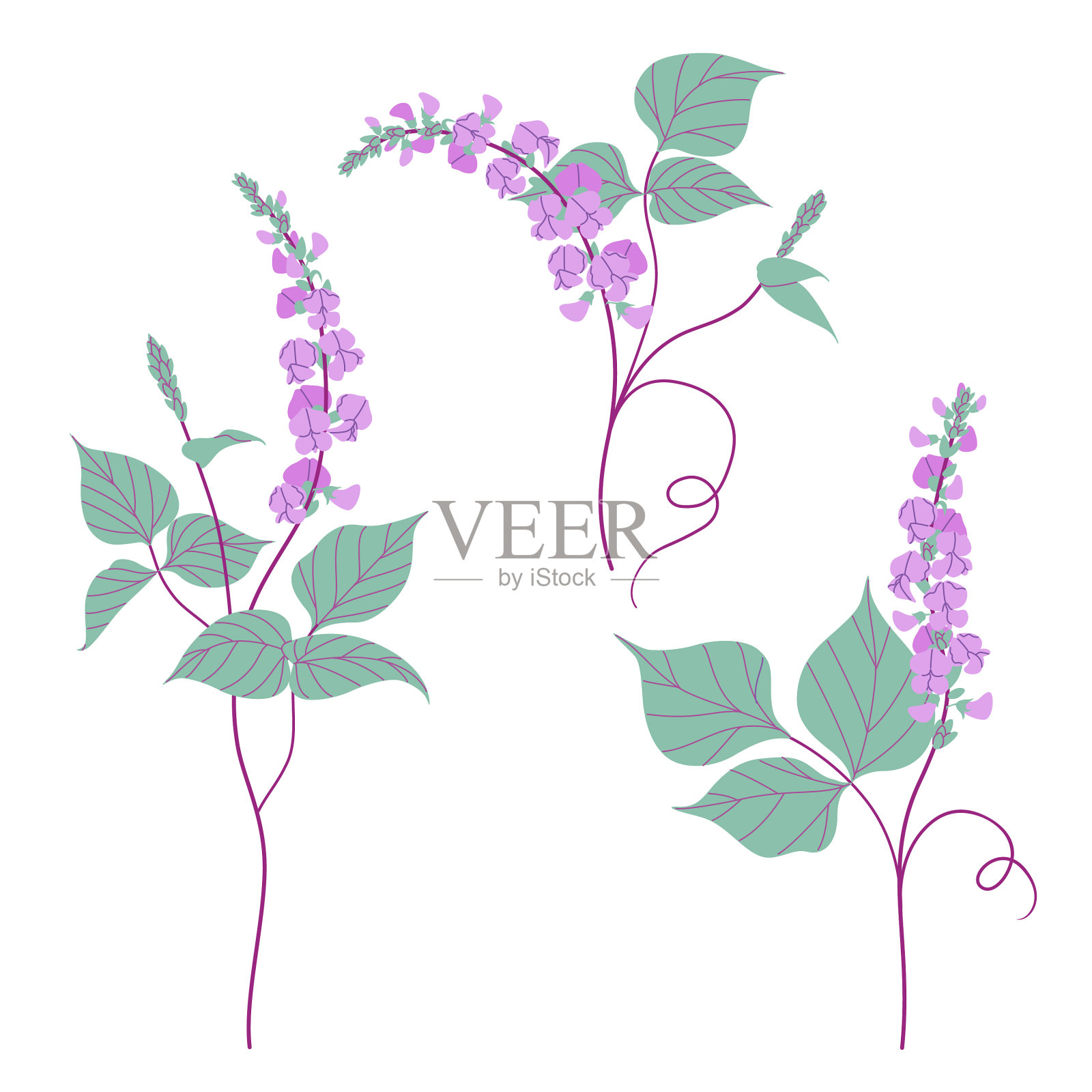 简单的dolichos树枝上有花和叶设计元素图片