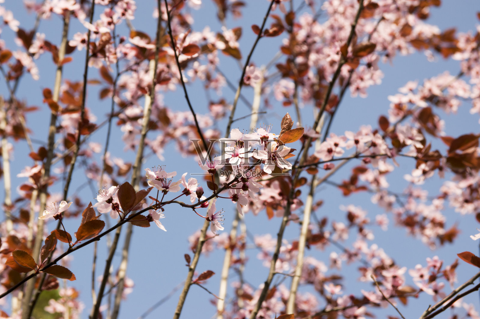 加拿大黑李，花淡粉色，美丽的开花观赏灌木，叶棕红色照片摄影图片