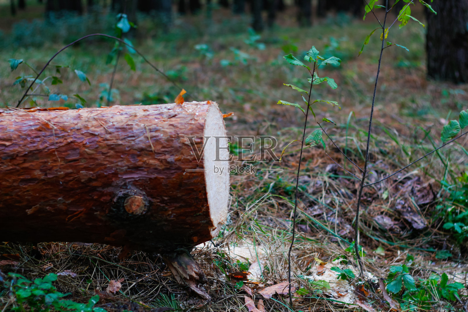秋天森林松树的离焦原木。看到坏蛋木头。锯断了一棵大松树。大自然外木，户外。侧视图。锯木厂。的焦点照片摄影图片