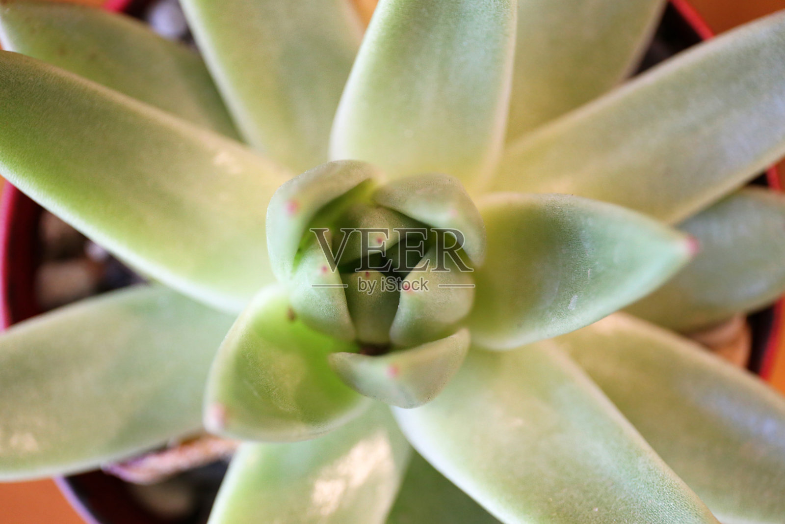 接近星形肉质植物莲座照片摄影图片