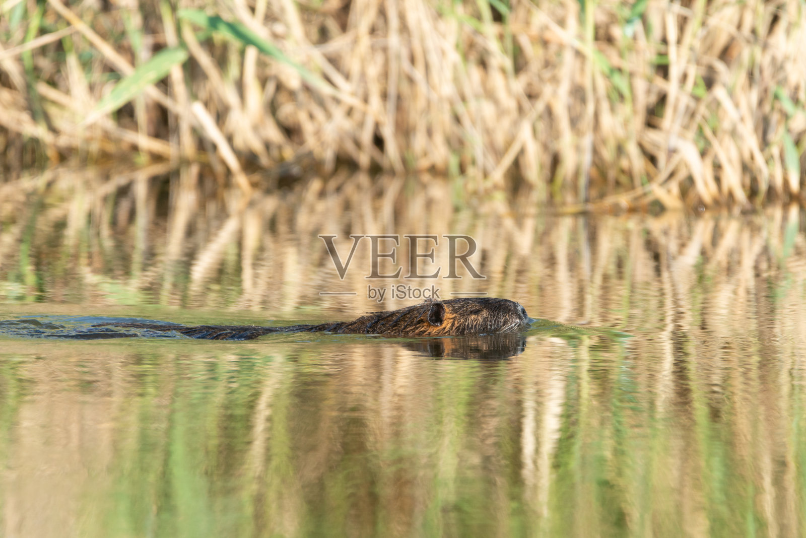 麝鼠，麝鼠，麝鼠在河上游泳照片摄影图片