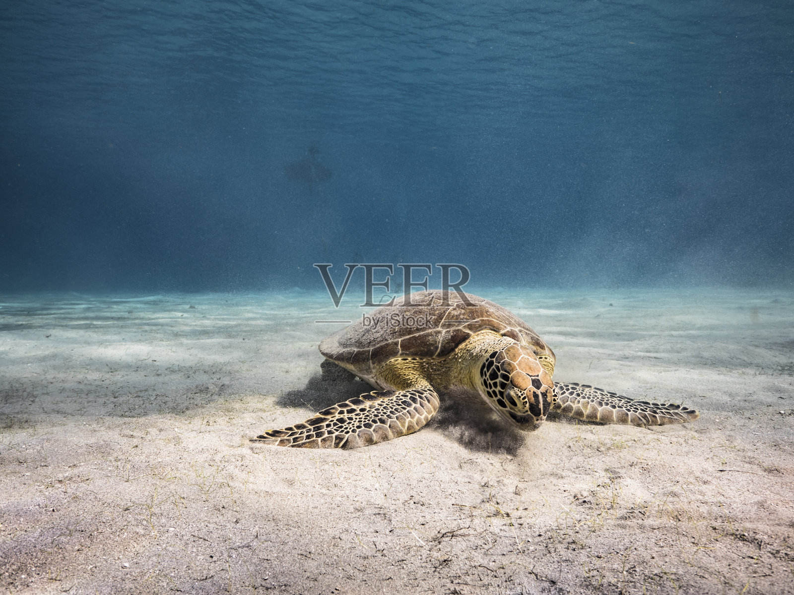 在库拉索岛附近的加勒比海珊瑚礁浅水中的绿海龟照片摄影图片