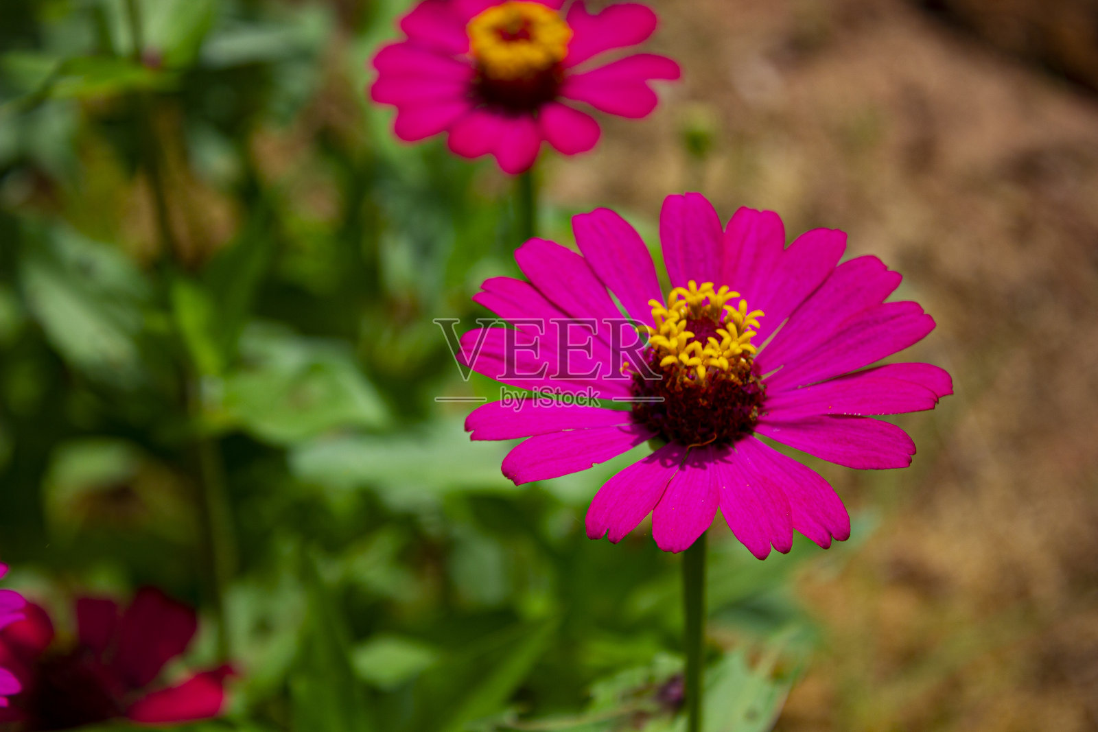 优雅或zinnia照片摄影图片