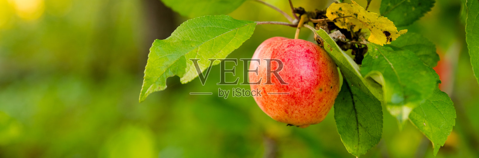 五颜六色的户外照片，树枝上挂着一串红苹果。收获季节果园。摘苹果。收获和处理有机水果。网络横幅照片摄影图片