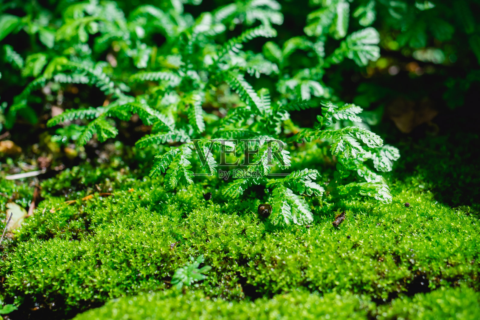 有选择地集中在小的绿色蕨类植物与苔藓覆盖在地面上照片摄影图片