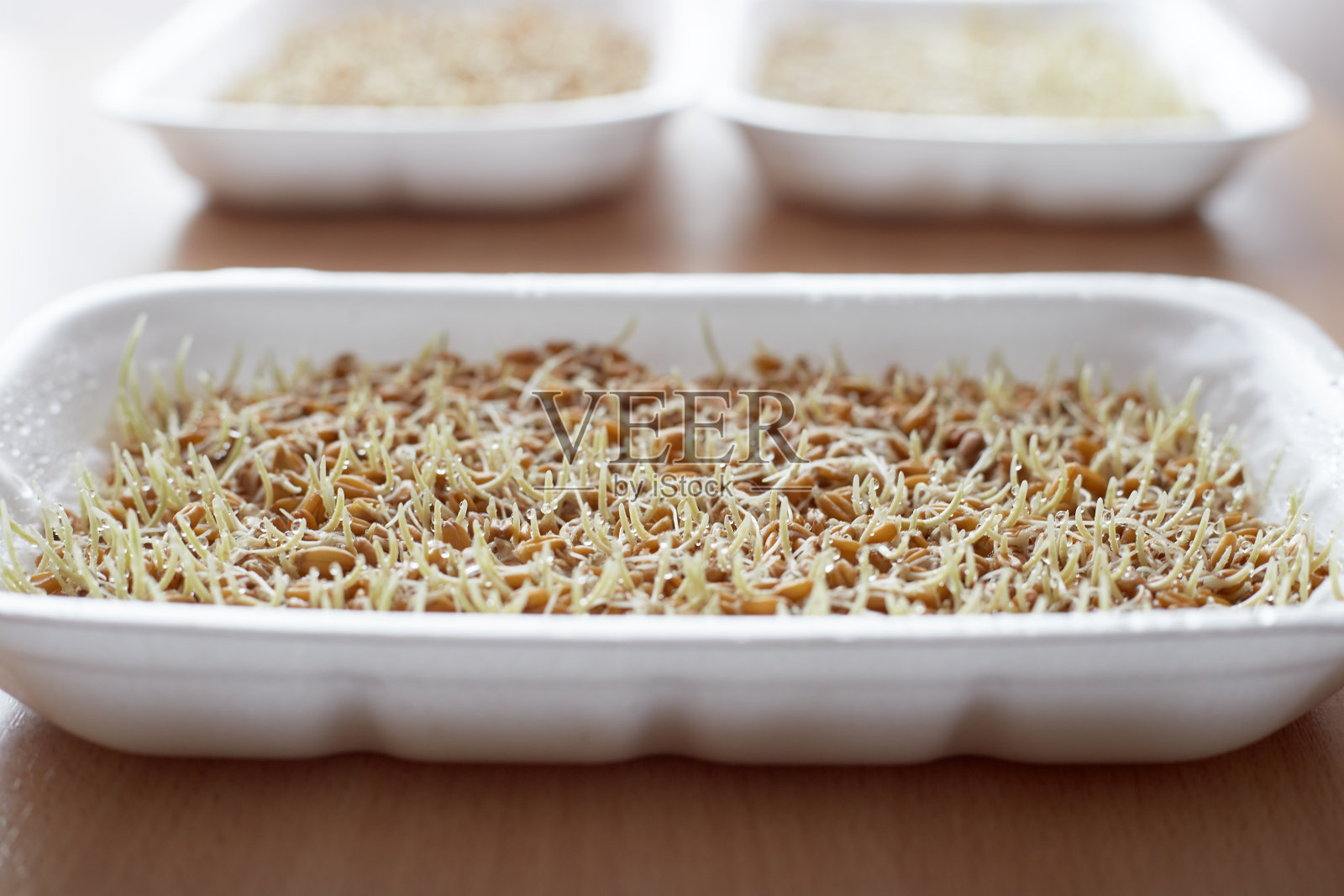 发芽的小麦在盒子里，豆芽是食用健康食品照片摄影图片