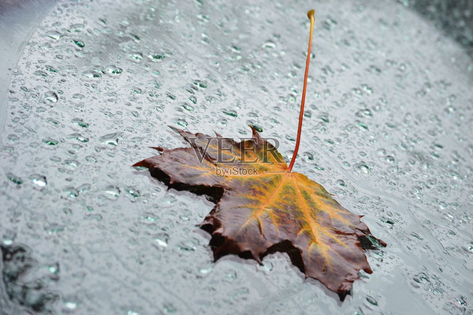 枫叶照片摄影图片