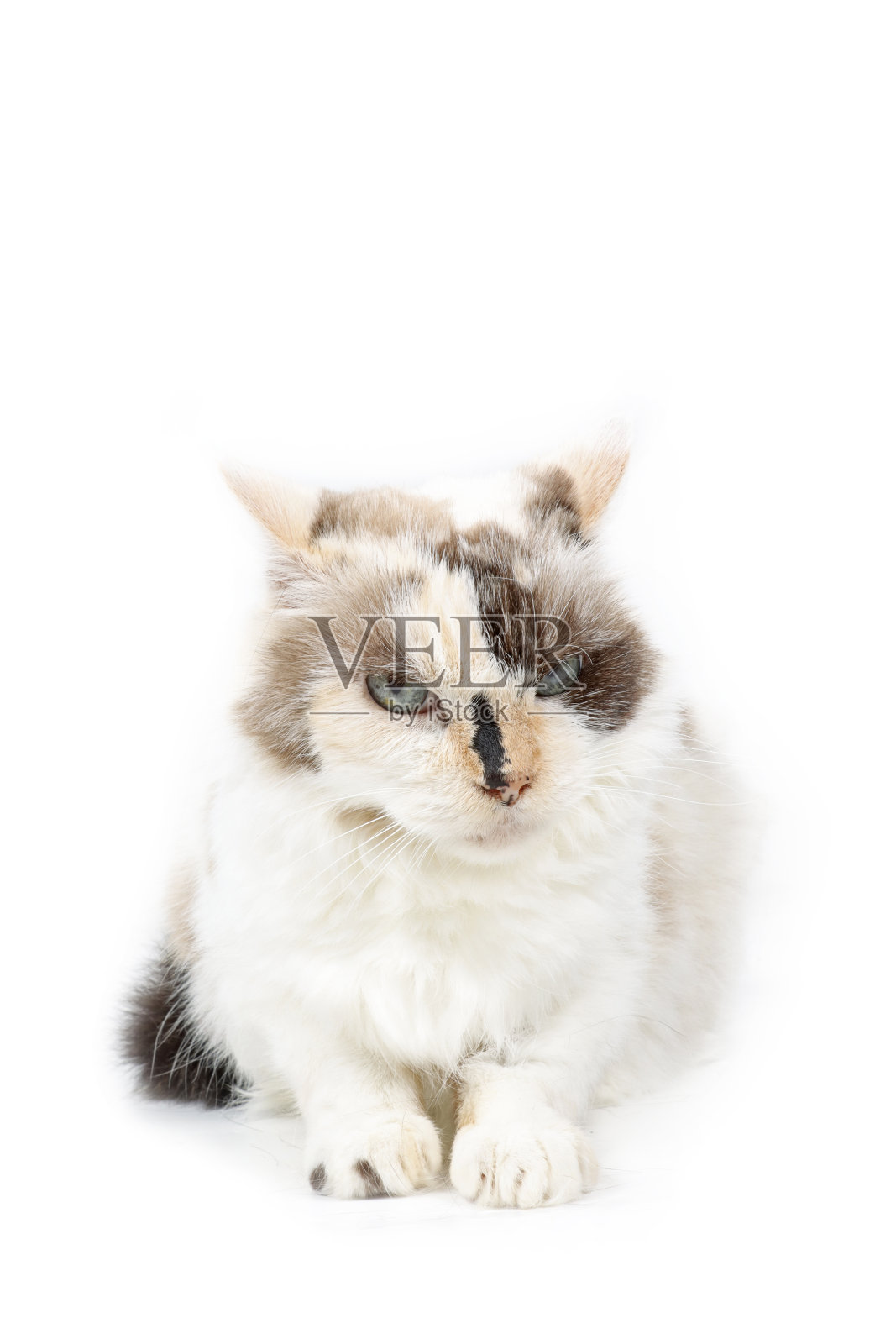 不满的猫躺着，耳朵向后照片摄影图片