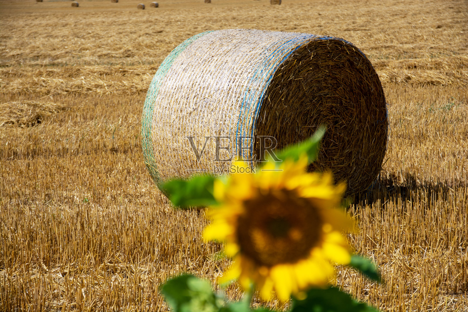 收割后的麦田里，盛开的向日葵后面的稻草捆。照片摄影图片