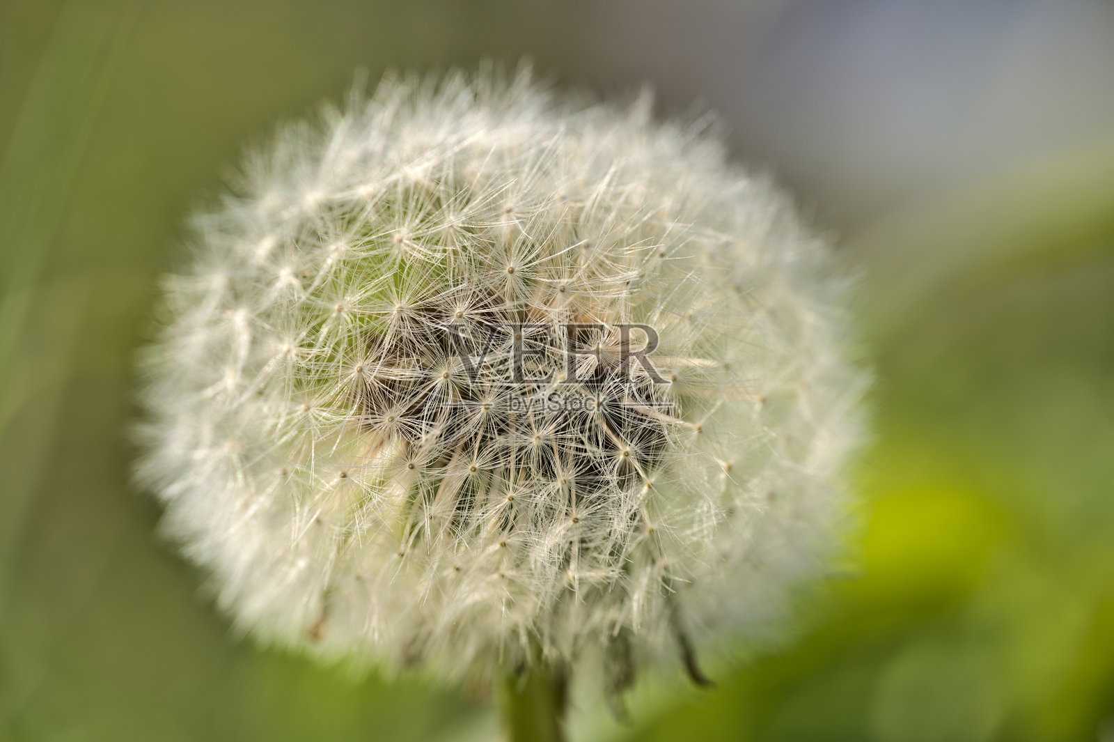 柔软和蓬松的蒲公英(蒲公英)花钟种子和蓬松球头照片摄影图片