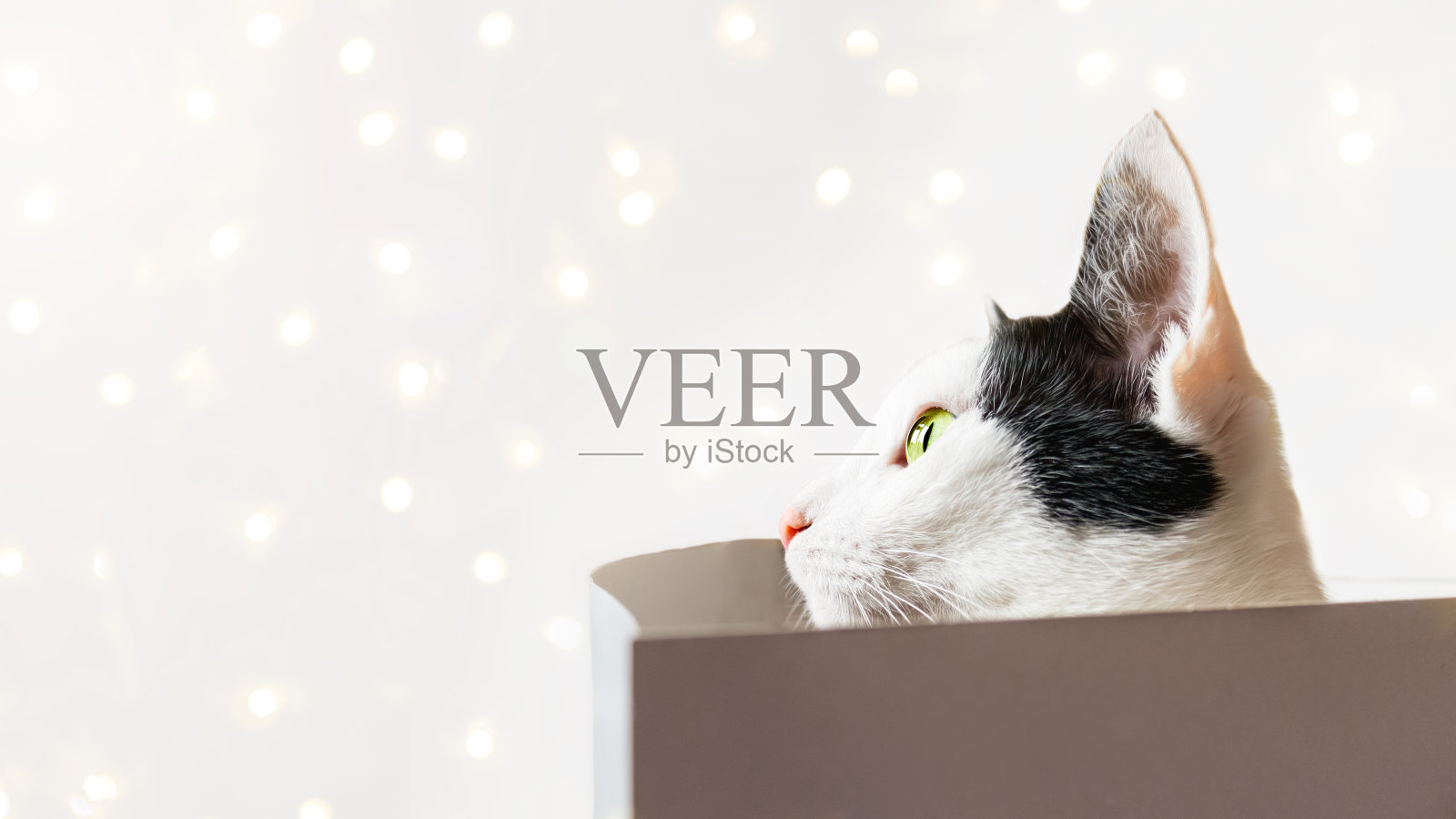 猫的脸部特写。散焦的灯照片摄影图片