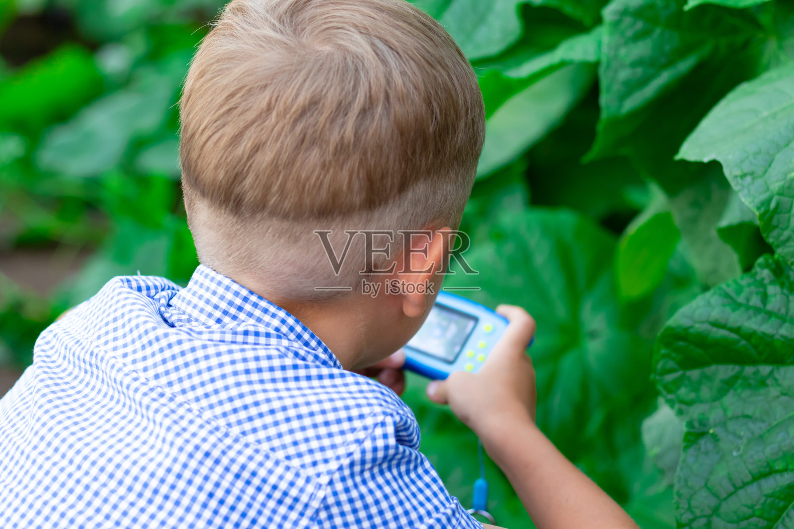在一个炎热的夏天，一个剪着整齐发型、穿着蓝色衬衫的可爱的学龄前男孩在温室里给绿色的植物拍照。有选择性的重点照片摄影图片