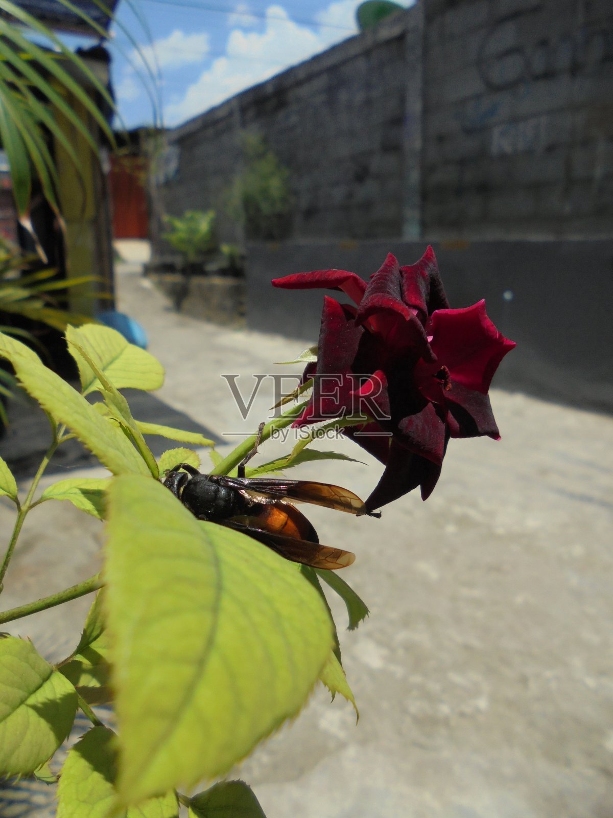 共生照片摄影图片