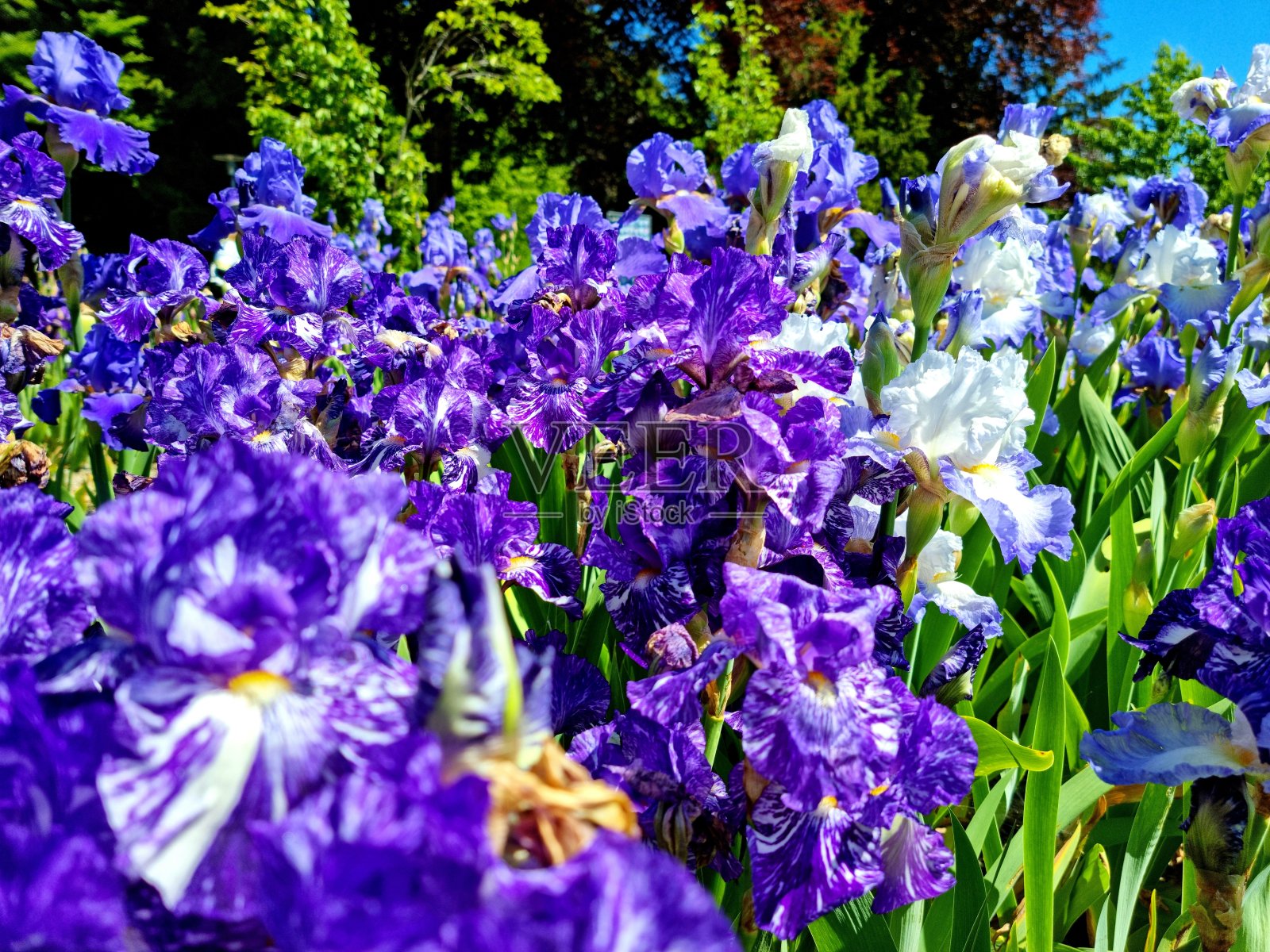虹膜花照片摄影图片
