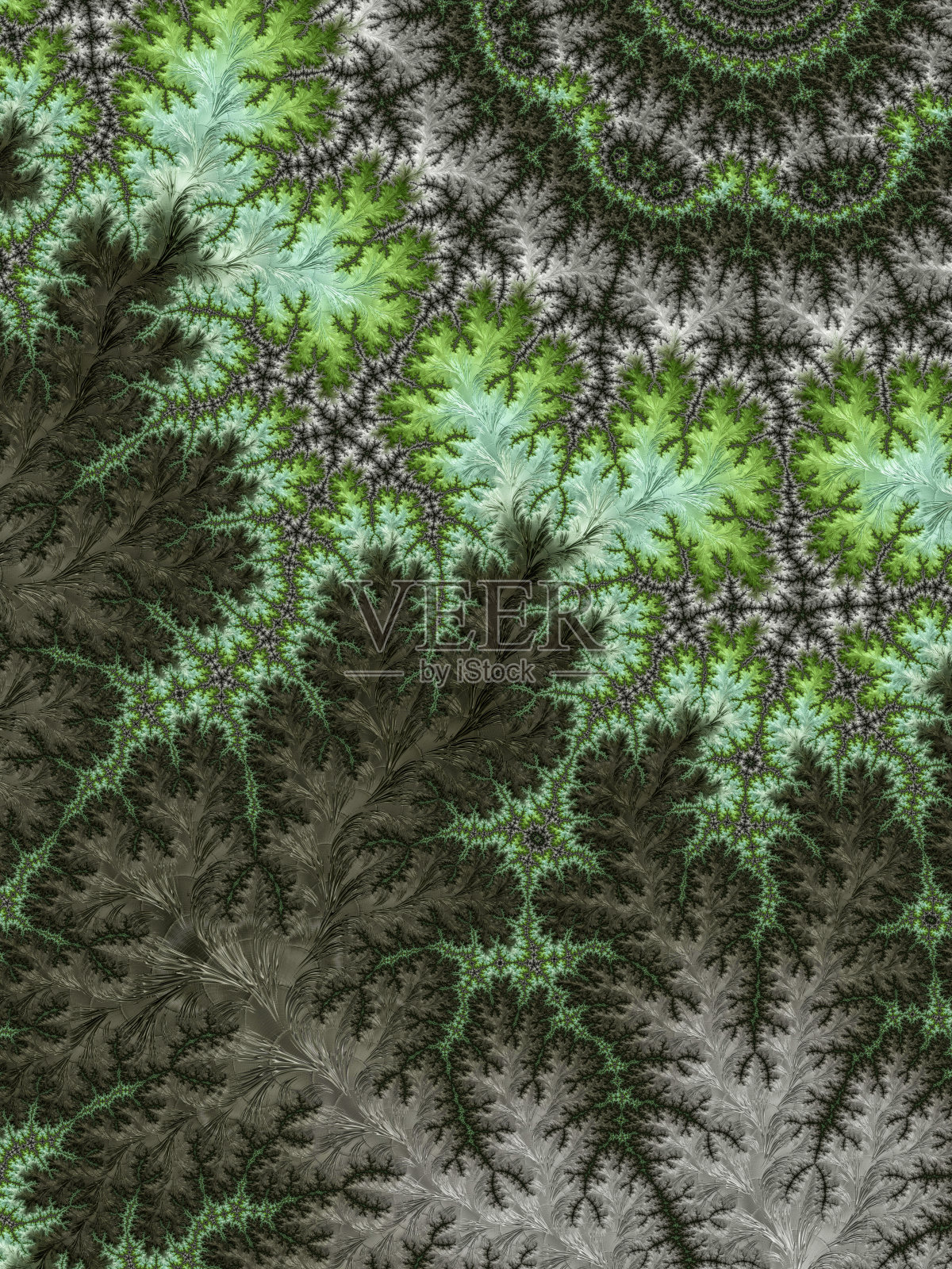 植物分形照片摄影图片