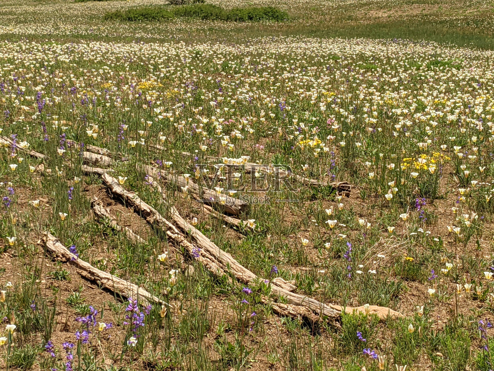 2021年，犹他州南部科洛布水库上方的雪松山上，春季的高乡村草地照片摄影图片