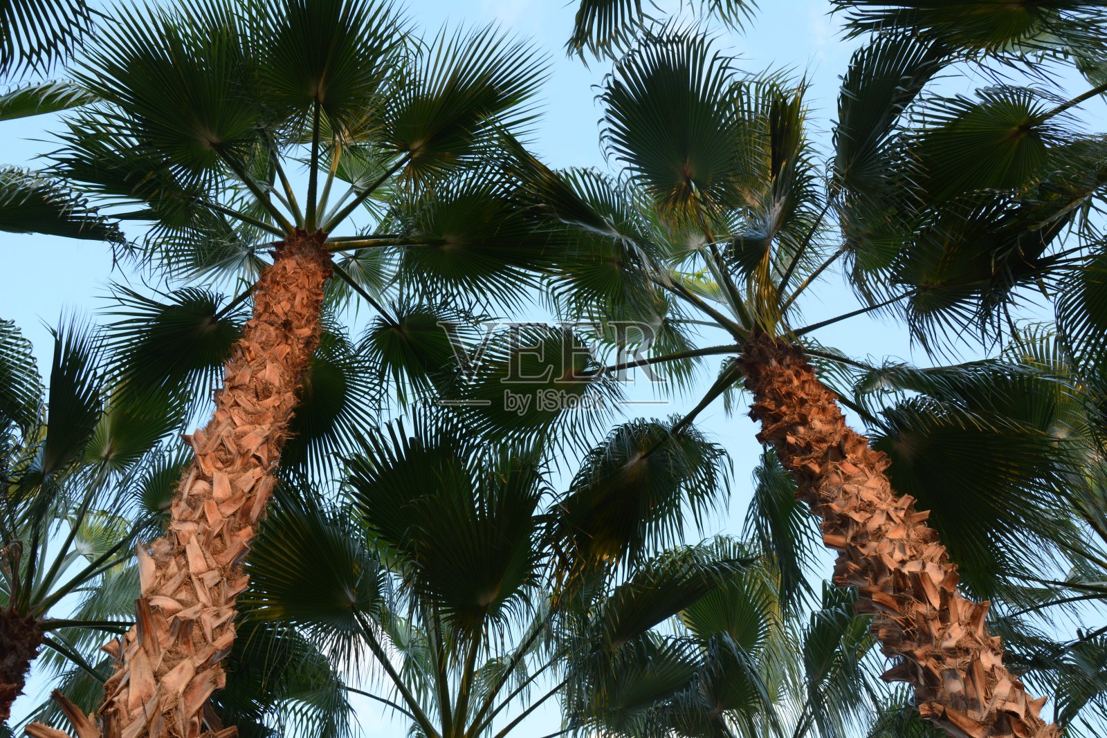 日出时分，作为城市美化一部分的棕榈树顶照片摄影图片