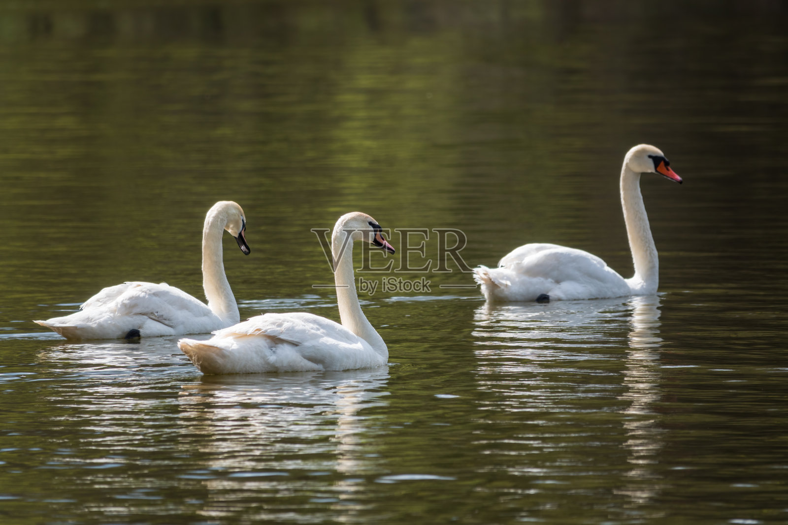 湖中优雅的白天鹅，野外的天鹅照片摄影图片