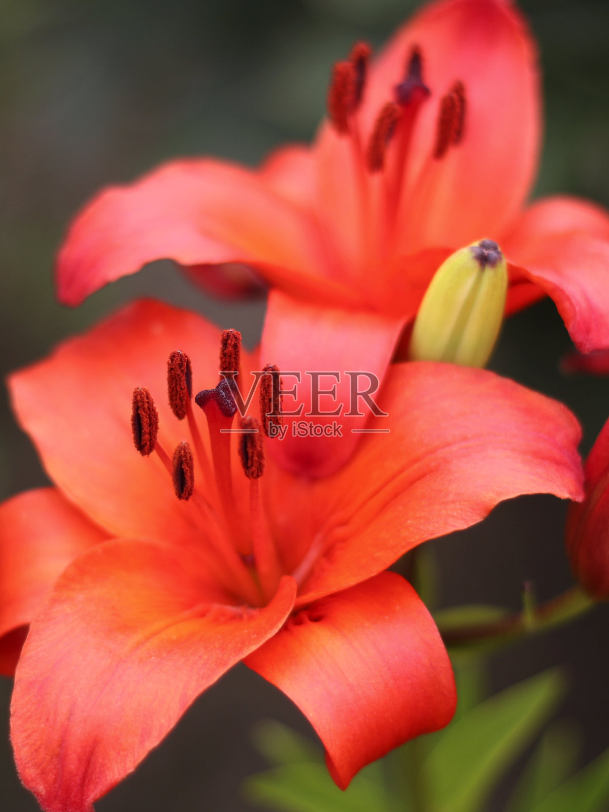 百合花在花园里，红色百合花近距离观赏照片摄影图片