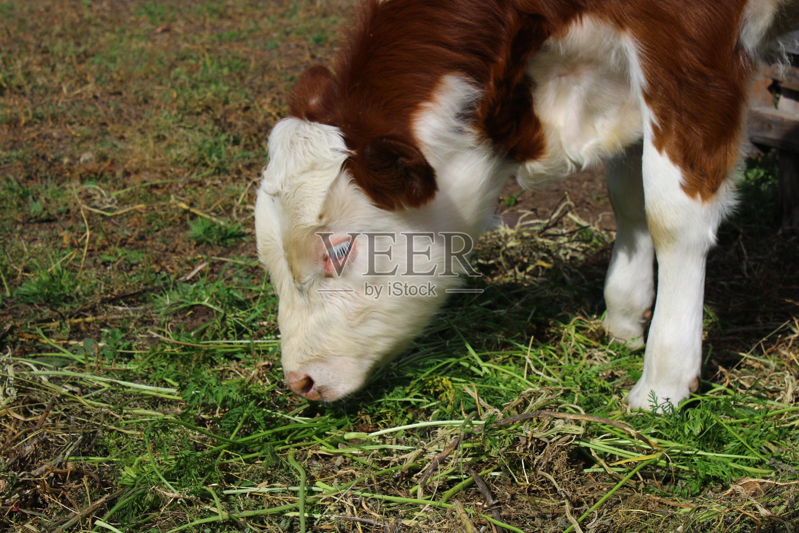 夏天农场上的小牛照片摄影图片