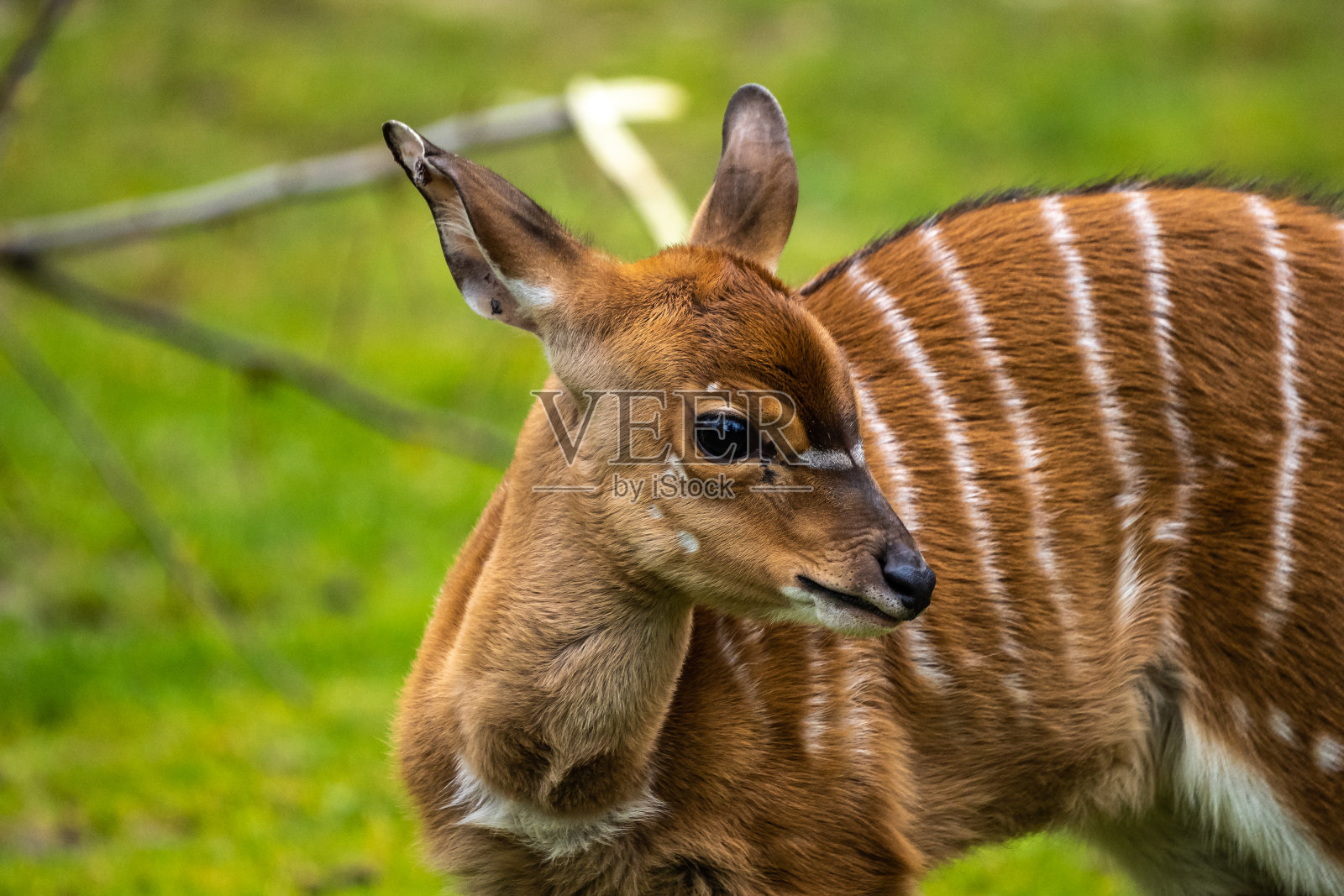 幼尼亚拉羚羊-羚羊。野生动物的生活。照片摄影图片