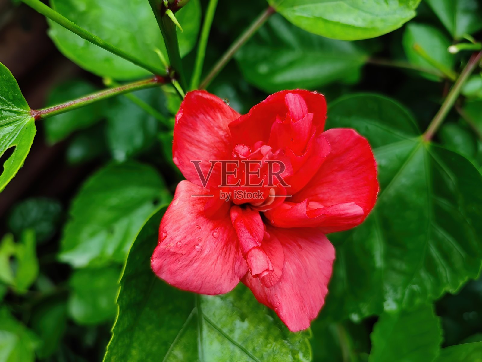 近距离观察美丽的红色芙蓉花照片摄影图片