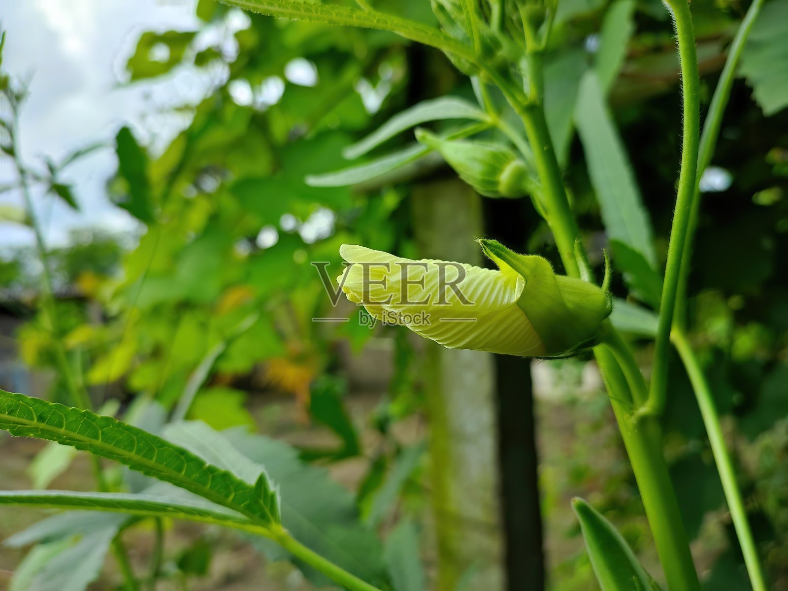 植物上的秋葵花的特写照片摄影图片
