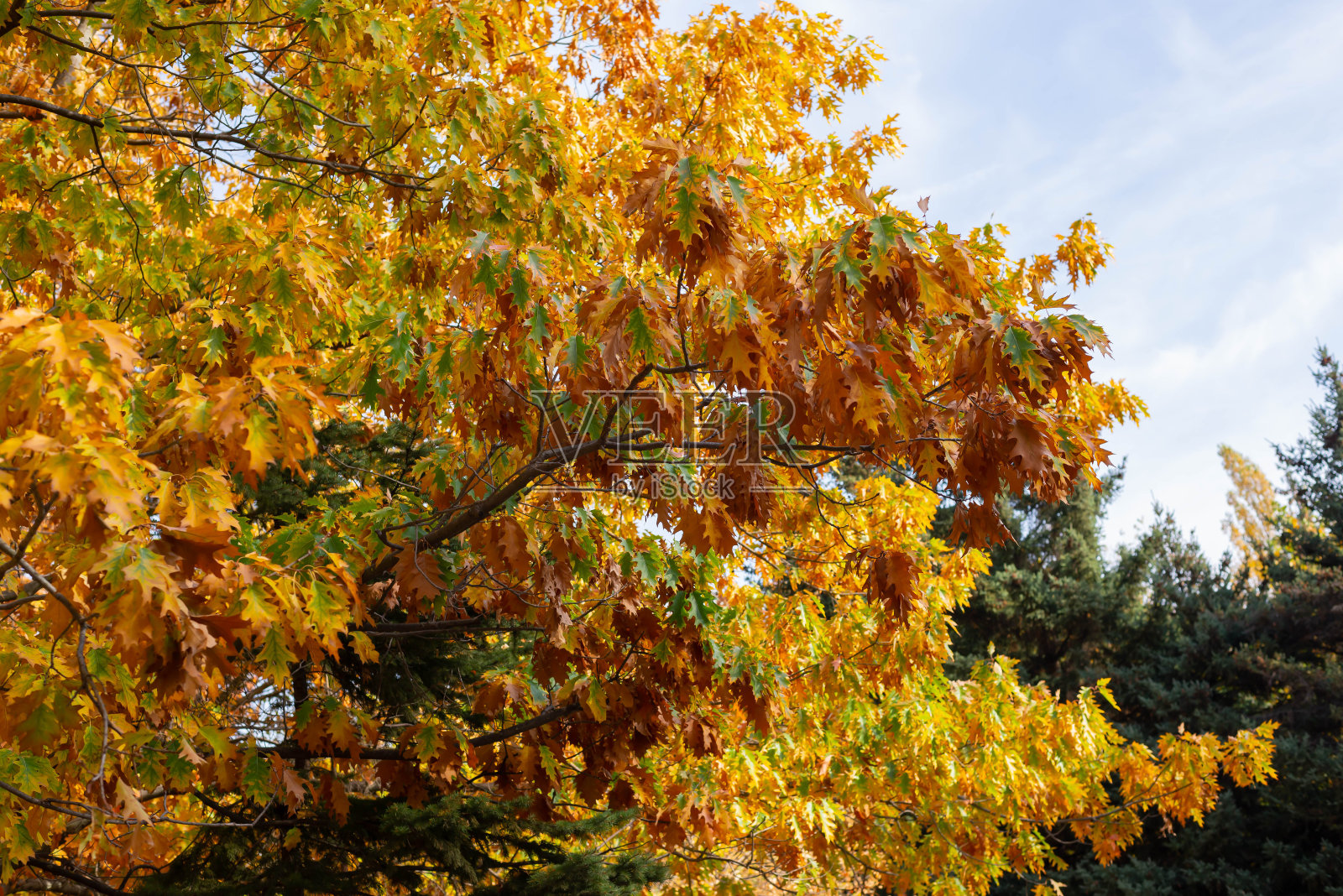 美丽的彩色树叶从橡树。下降时间。Wallpaper-screensaver。照片摄影图片