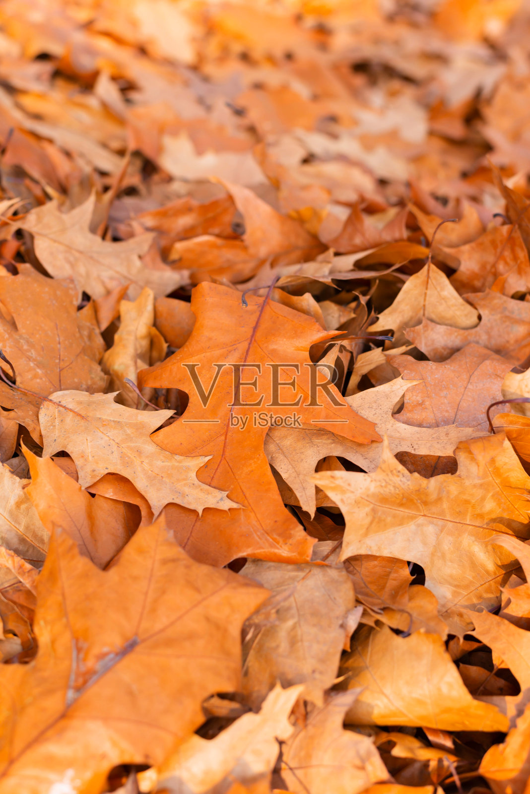 地上有橡树叶。秋天。Wallpaper-screensaver。照片摄影图片