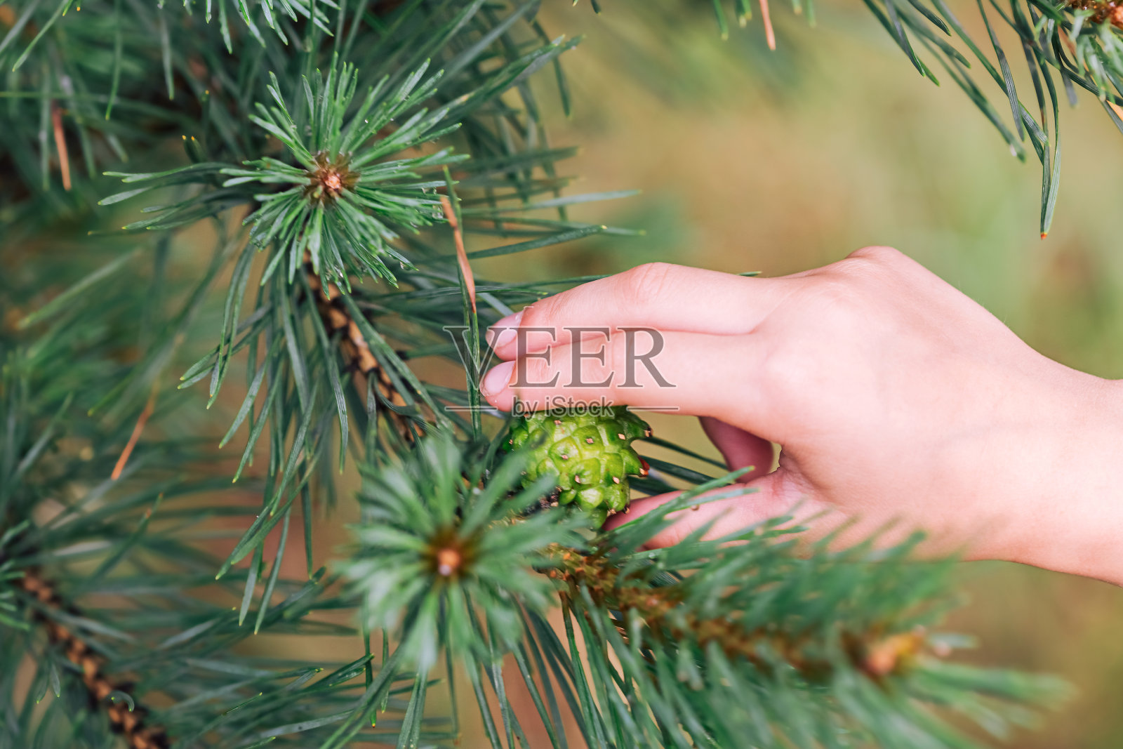 近距离观察雨后孩子手中的绿叶照片摄影图片
