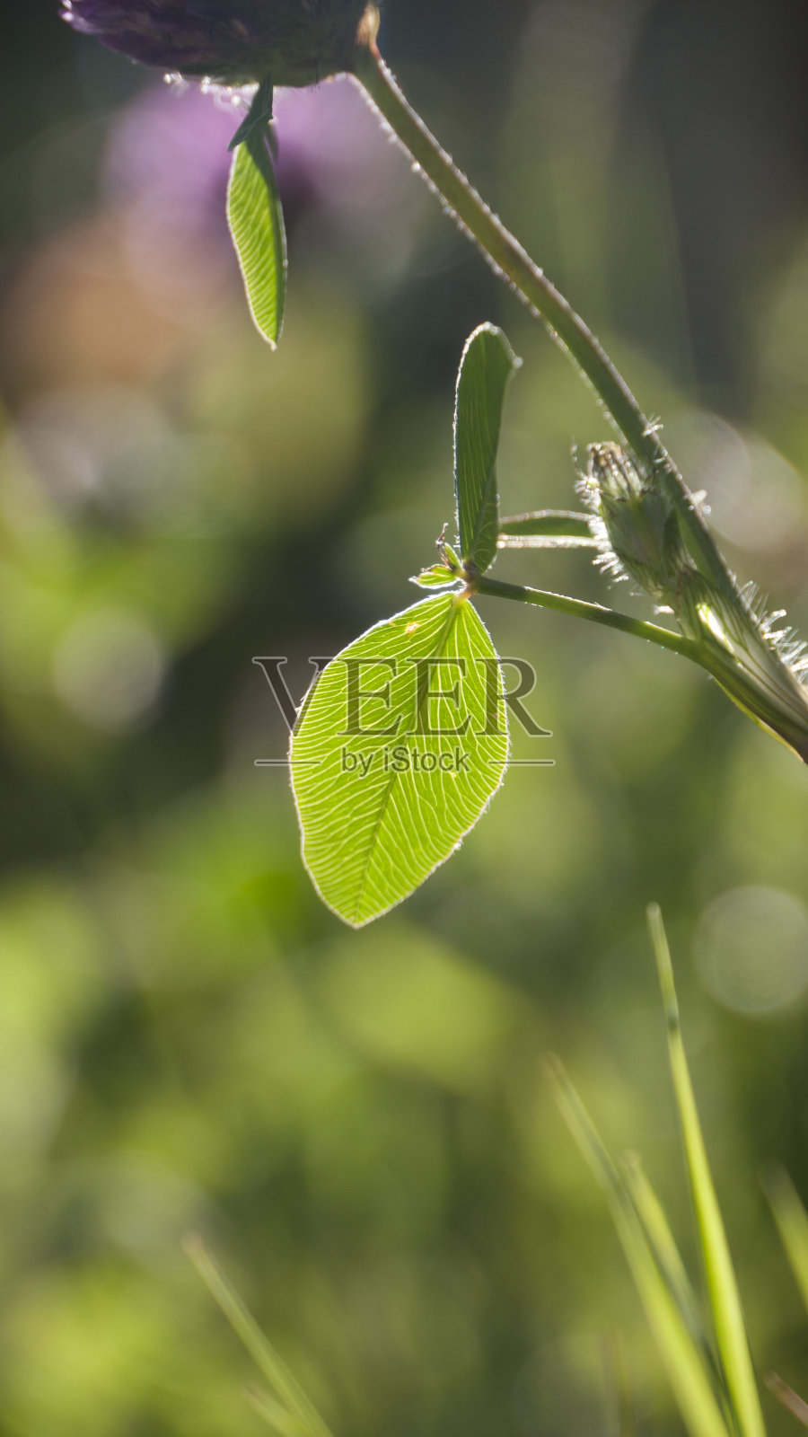 草地上的紫色野花照片摄影图片