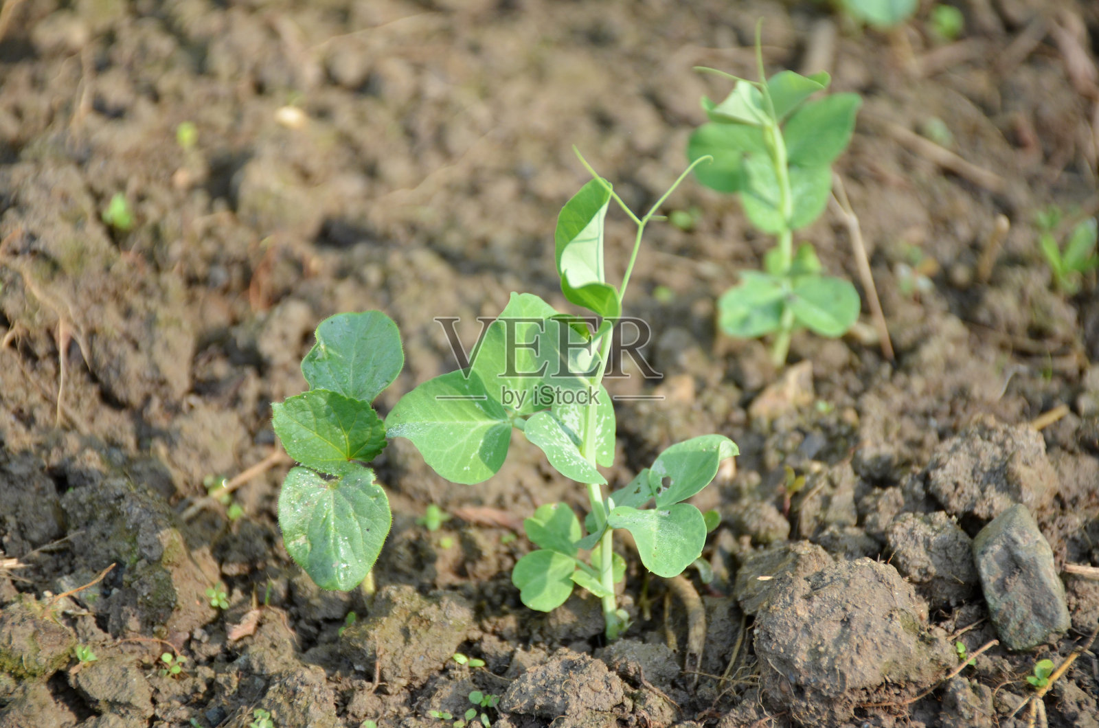 把园子里成熟的绿色小豌豆苗捆成捆。照片摄影图片